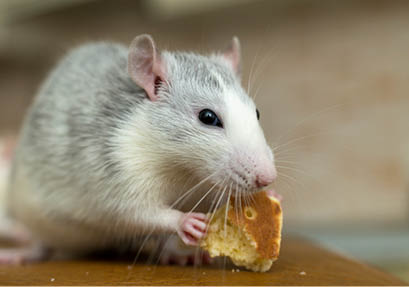 White domestic rat eating bread  Pet animal at home 