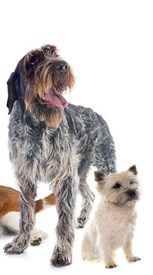 hunting dogs in front of white background