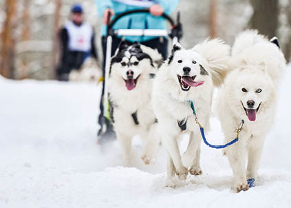 Samoyed sled dog racing  Mushing winter competition  Samoyed sled dogs in harness pull a sled with dog driver 