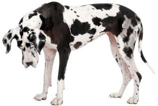 harlequin Great Dane (4 years) in front of a white background