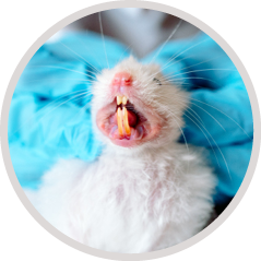 Hands of a doctor  Vet doctor examines the animal in the clinic with stethoscope  Animal on examination in vet clinic  Inspection of the teeth of a hamster by a doctor, a large mouth in an animal 