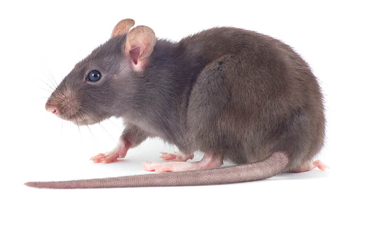  rat close-up isolated on white background