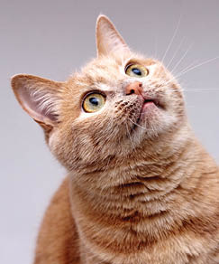 Portrait of a red cat looking up carefully  Close up 