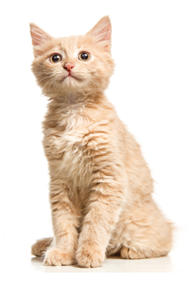 The red or white cat i on white studio background