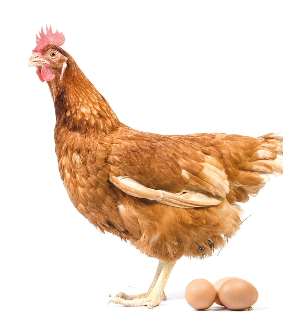 Isolated brown hen with egg in the studio