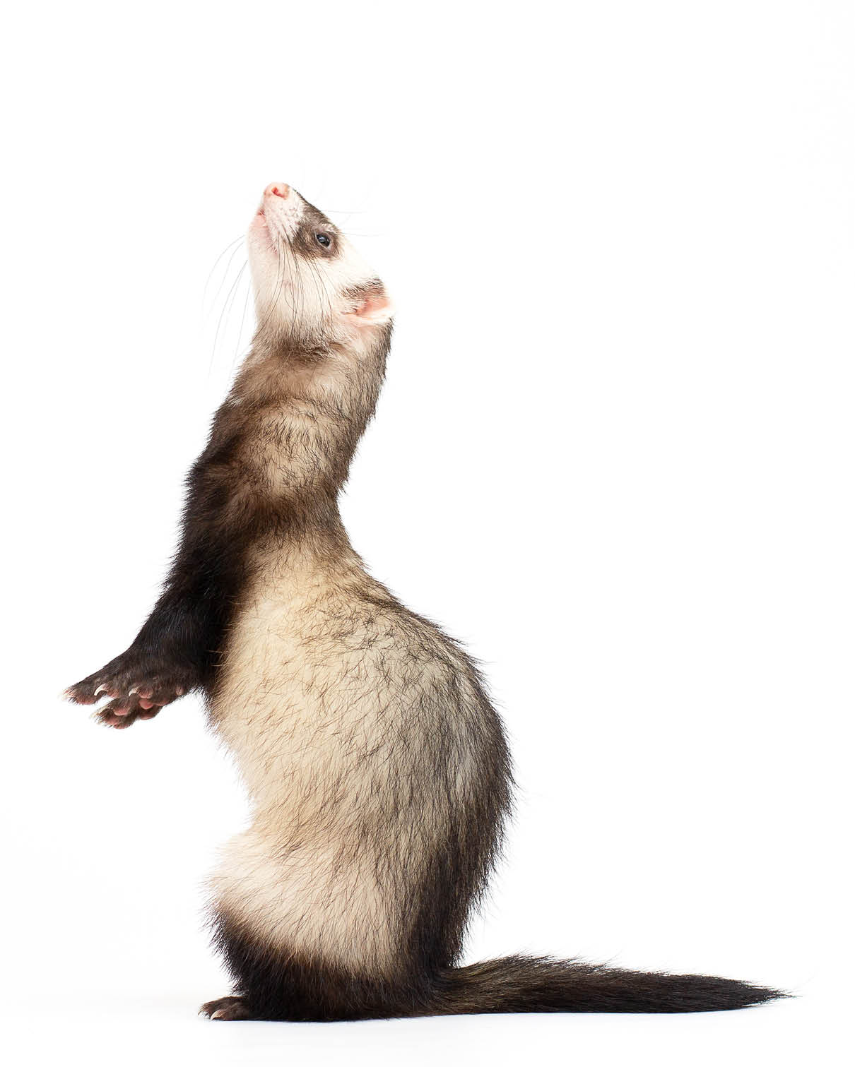 Ferret standing on hind legs and looking up, isolated on white