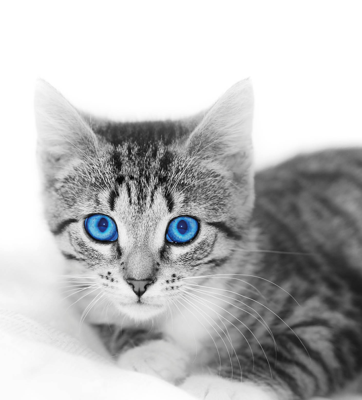 Little cute kitten on white  Delicate, subtle image with space for your text 