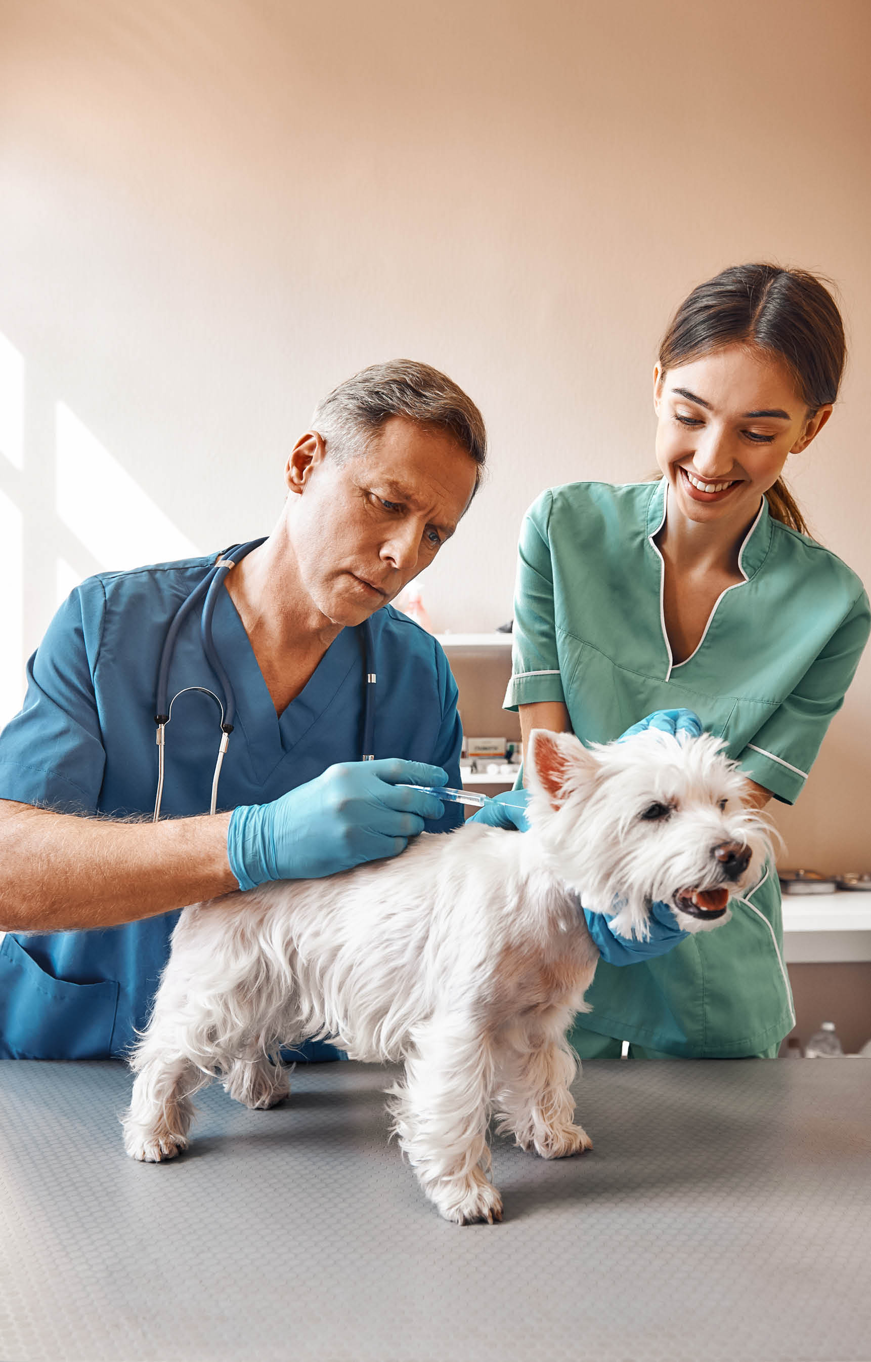 Perfect patient  A male middle aged vet making an injection for a small dog while his female assistant holding a patient  Vet clinic  Pet care concept  Medicine concept  Animal hospital