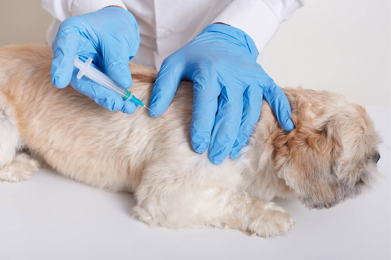 Veterinarian in latex loves dong injection for dog, vet holds syringe in hands, dog lying on table, puppy needs vaccination, domestic animal in veterinary clinic 