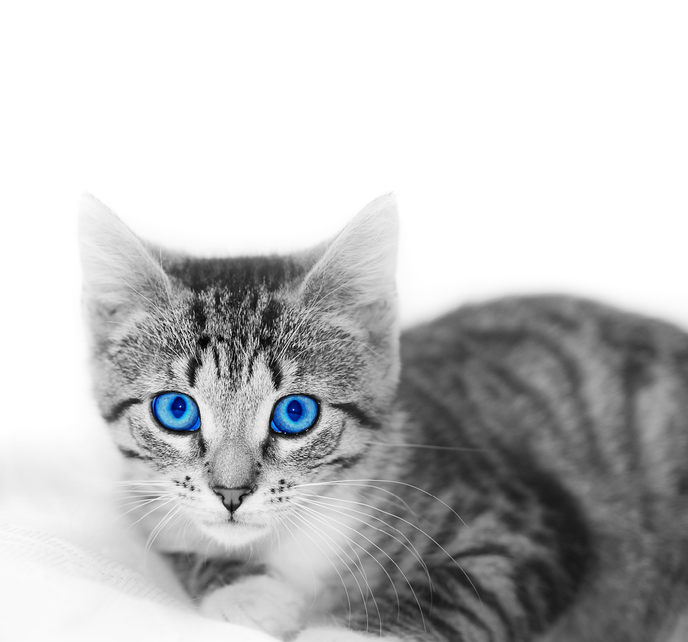 Little cute kitten on white  Delicate, subtle image with space for your text 