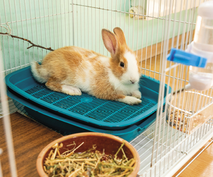3 months old bunny rabbit laying in his toilet cage