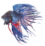 Blue siamese fighting fish, betta splendens isolated on white background
