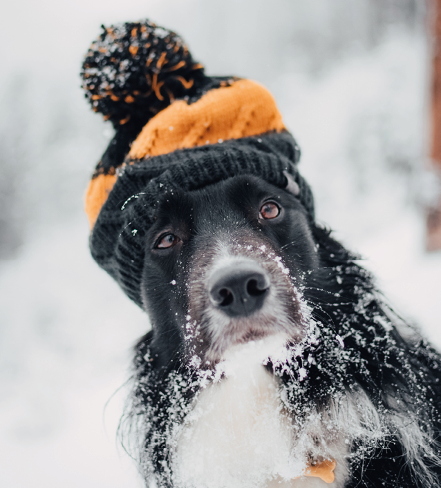 A portrait of a black border Collie with an adorable beanie in a forest covered in the snow