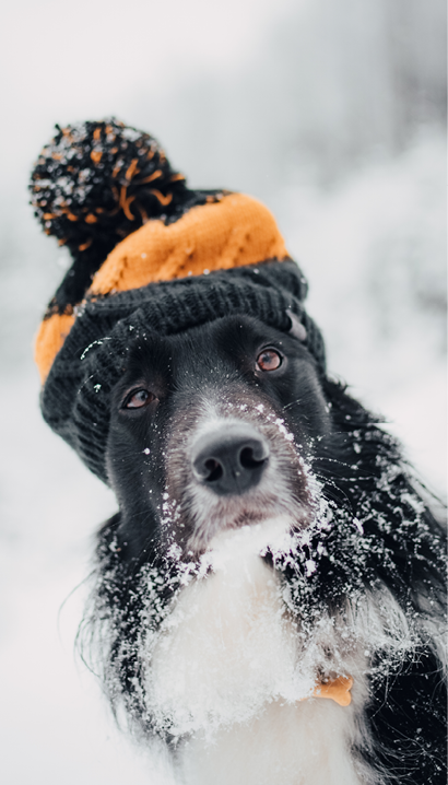 A portrait of a black border Collie with an adorable beanie in a forest covered in the snow