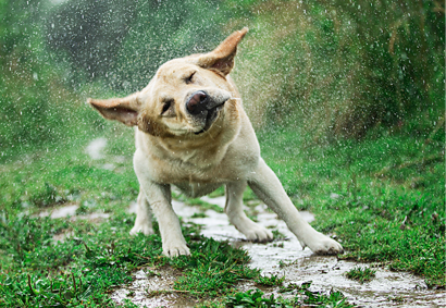 Excited Labrador Retriever running along grassy path while having fun in nature on rainy day