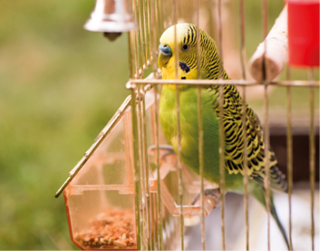 A parrot in a cage sits on a bird feeder and pecks grains. Cute green budgie.