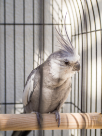 A closeup shot of a corella in a cage