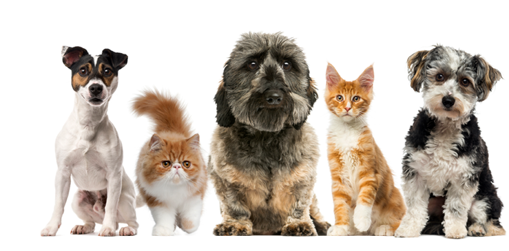 Group of dogs and cats in front of a white background