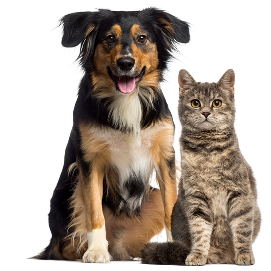 Cat and dog sitting together