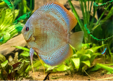 A closeup underwater shot of beautiful The Brown Discus fish