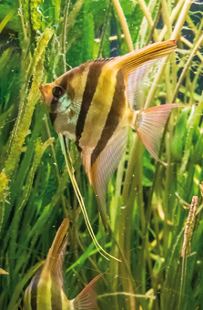 An underwater shot of Altum angelfish and algeas