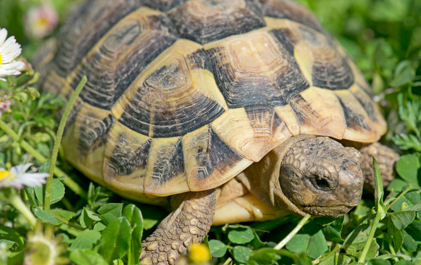 Hermann's tortoise in grass in a day of spring
