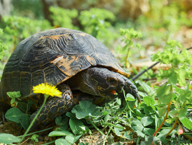 Turtle eats grass on the lawn, next to blooming dandelion, spring on the Aegean coast, wild animals in the ecosystem of cities