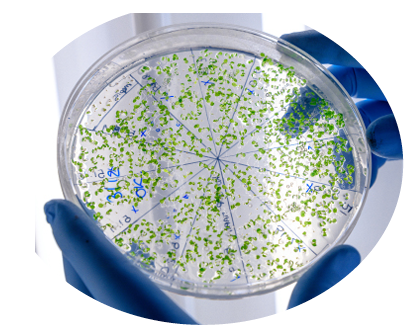 A closeup shot of a laboratory worker examining a green substance on a petri dish while conducting coronavirus research