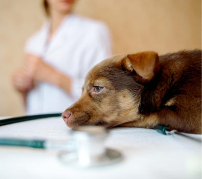 Inspection of a puppy by a veterinarian. Examination in veterinary surgery by a doctor. Sad and sick animal at the vet. The doctor listens to the dog with a stethoscope.