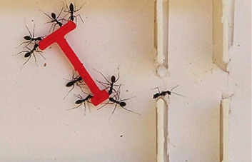 26/12/2024 Las hormigas y los humanos compiten para maniobrar una carga en forma de T a trav√©s de un laberinto. POLITICA INVESTIGACI√ N Y TECNOLOG√ A  WEIZMANN INSTITUTE OF SCIENCE  