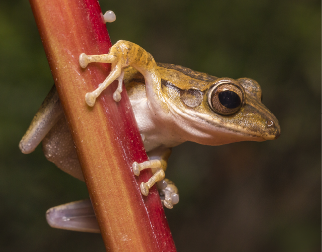 Brown Frog on Brown Wooden Fence