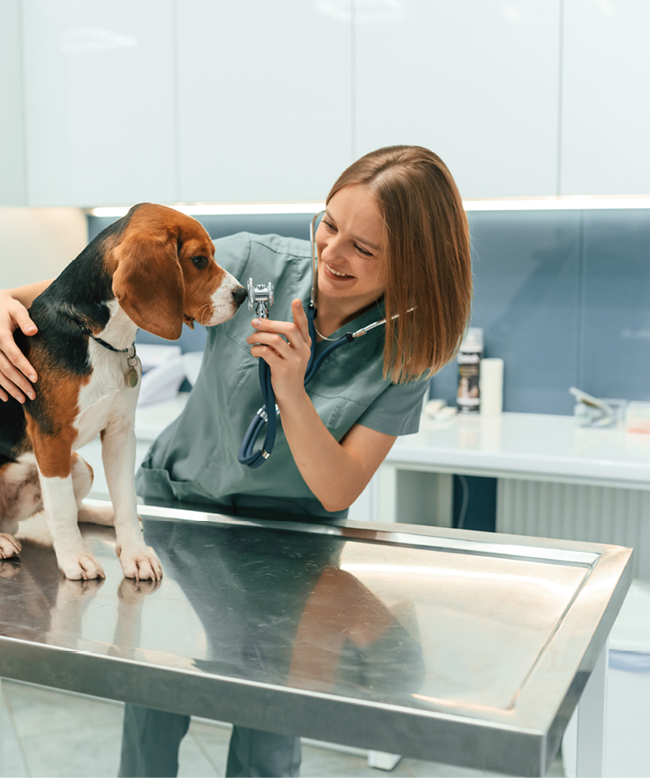 Woman veterinarian is with dog in the clinic.