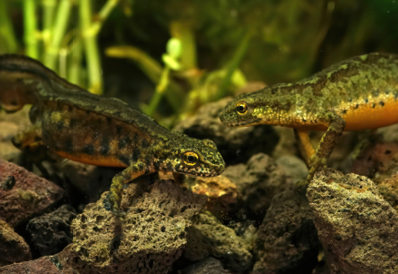 An active tail fanning Carpathian newt (Lissotriton montandi) trying to attract a female to reproduce
