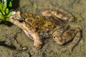 A Mediterranean Painted Frog, Discoglossus pictus, in a water pond in a Maltese valley, Malta