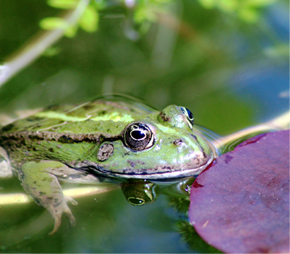 A selective focus shot of a frog by a lotus leaf in a pond of a garden