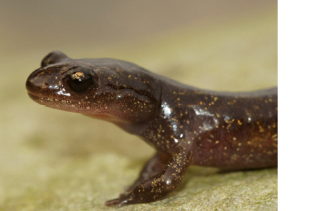 A closeup of a Hokkaido salamander crawling on the ground with a blurry background