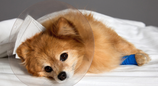 Cute gold dog covered with a white blanket after an IV in a veterinary clinic. Puffy-eyed little Spitz lies after tying its paw in a protective veterinary collar on a gray background. 