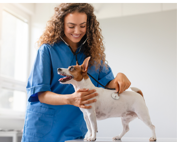 Female veterinarian in scrubs happily uses a stethoscope on an eager Jack Russell Terrier in the sterile environment of a vet clinic