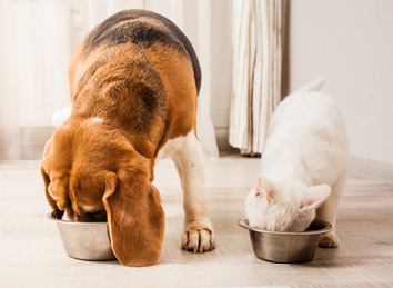 the cat and beagle are eating together from the bowls.
