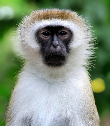 Close vervet monkey in National park of Kenya, Africa