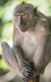 Brown Monkey Sitting on Brown Wooden Surface