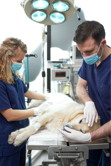 Male and female doctors anaesthetising the dog on the table 