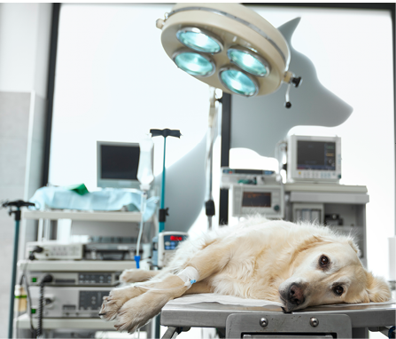 Close up of dog lying on operating table