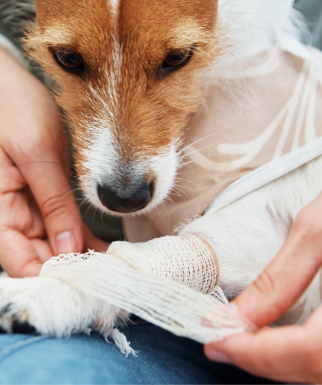 Owner bandages the dog's paw. Pet care. Jack Russell terrier with catheter. Rehabilitation of animal after surgery
