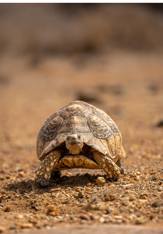 Leopard tortoise approaching camera over stony ground