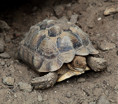 A closeup shot of a brown Asian forest tortoise Manouria emys resting near a rocky burrow