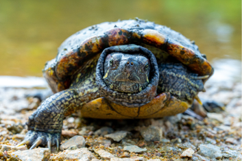 A closeup selective focus shot of a red-eared slider
