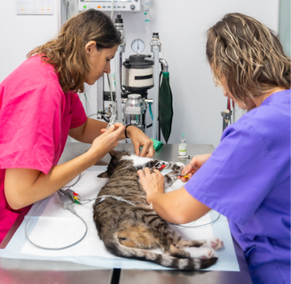 Veterinary clinic, two veterinarians checking everything before the operation to the cat on the operating table
