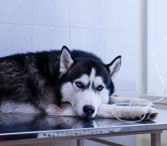 Husky dog lies with dropper in his paw in veterinary clinic.