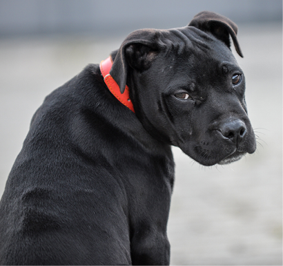 The Staffordshire Bull Terrier with a tired expression under the sunlight with a blurry background